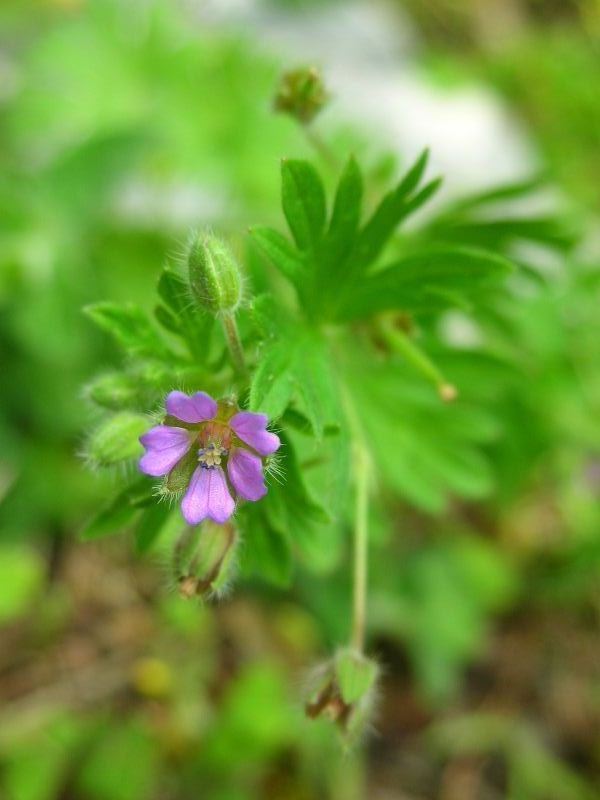 Geranium pusillum / Geranio minore